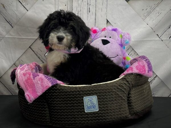 Bernese Mountain Dog/Poodle-DOG-Male-Tri Color-25017-Petland Scottsdale, Arizona