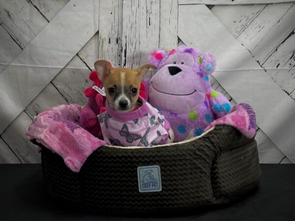 Chihuahua-DOG-Female-Red and White-25013-Petland Scottsdale, Arizona