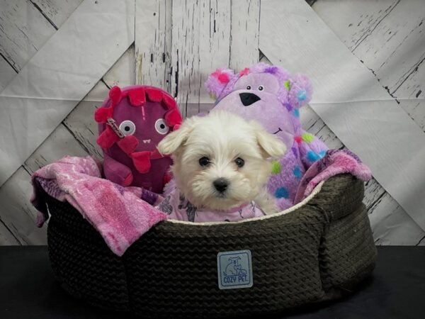 Coton De Tulear-DOG-Female-White-25016-Petland Scottsdale, Arizona