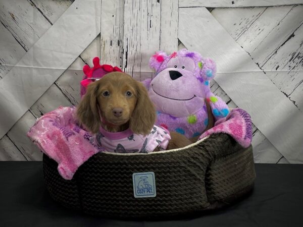 Dachshund-DOG-Female-Blue and Tan-25014-Petland Scottsdale, Arizona