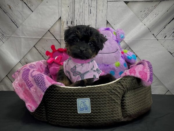 F1B Yorkie Poo-DOG-Male-Black and Tan-25020-Petland Scottsdale, Arizona