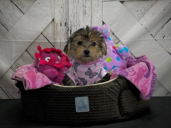 F1B Yorkie Poo-DOG-Male-Black and Tan-25021-Petland Scottsdale, Arizona