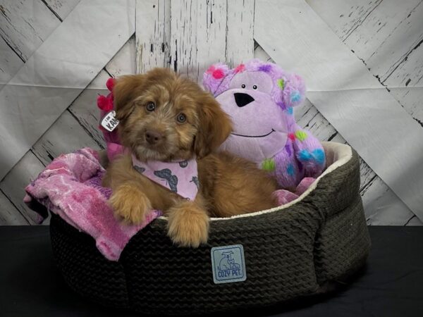 F2 Aussiedoodle-DOG-Female-Bronze-25018-Petland Scottsdale, Arizona