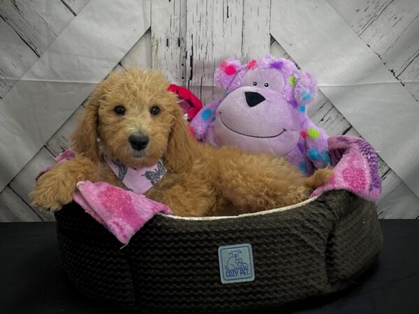 Labradoodle F1-B-DOG-Male--25022-Petland Scottsdale, Arizona