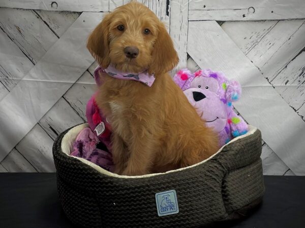 Labradoodle F1-B-DOG-Female--25023-Petland Scottsdale, Arizona