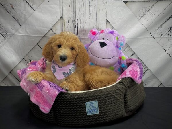 Labradoodle F1-B-DOG-Female--25024-Petland Scottsdale, Arizona