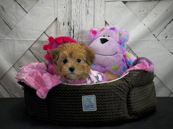 Maltese/Yorkshire Terrier-DOG-Female-Gold-25019-Petland Scottsdale, Arizona