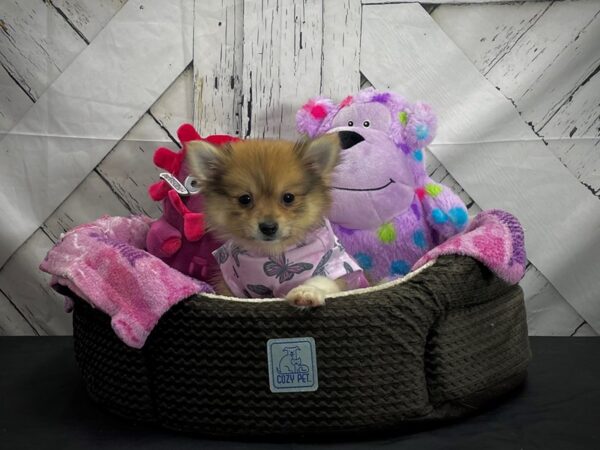 Pomeranian-DOG-Female-Orange Sable-25015-Petland Scottsdale, Arizona