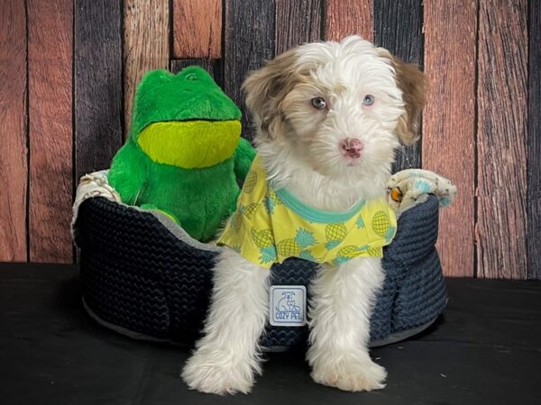 F2 Mini Sheepadoodle-DOG-Female-Chocolate Merle / Tan-25041-Petland Scottsdale, Arizona