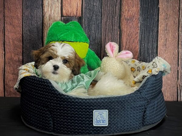 Poodle/Shih Tzu-DOG-Female-Gold and White-25040-Petland Scottsdale, Arizona