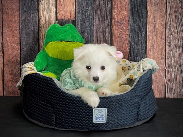American Eskimo Dog-DOG-Male-White-25038-Petland Scottsdale, Arizona