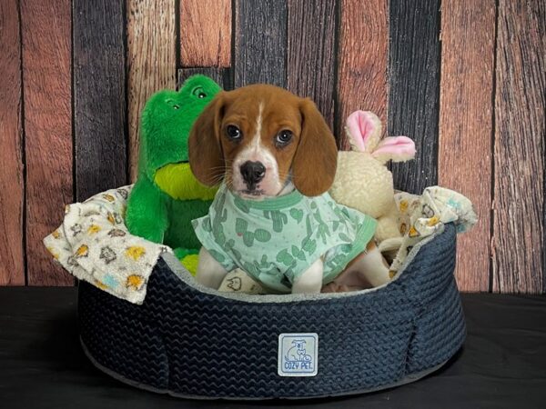 Beagle-DOG-Male-Red-25037-Petland Scottsdale, Arizona