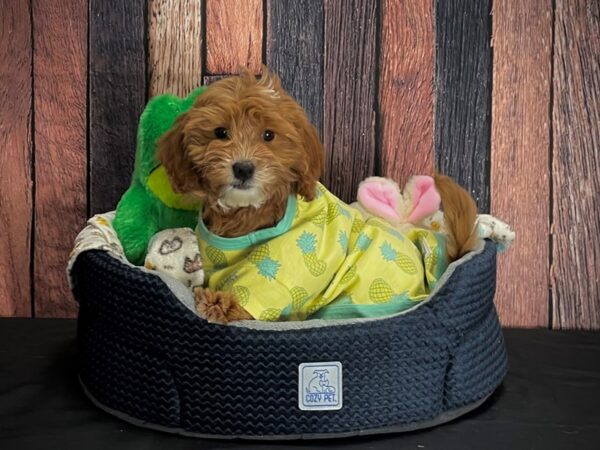 F1B Mini Goldendoodle-DOG-Female-Red-25035-Petland Scottsdale, Arizona