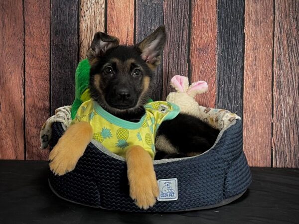 German Shepherd Dog-DOG-Female-Black / Tan-25034-Petland Scottsdale, Arizona