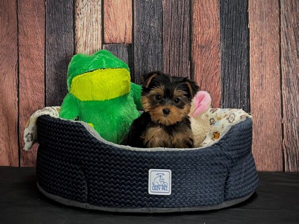 Yorkshire Terrier-DOG-Female-Black / Tan-25033-Petland Scottsdale, Arizona