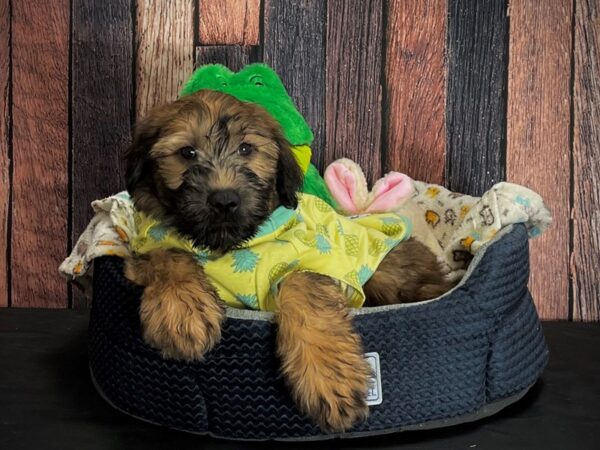 Soft Coated Wheaten Terrier-DOG-Male-Wheaten-25032-Petland Scottsdale, Arizona