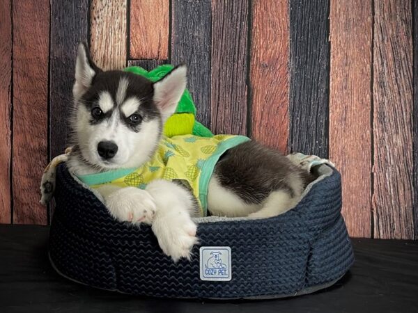 Siberian Husky-DOG-Female-Black / White-25031-Petland Scottsdale, Arizona