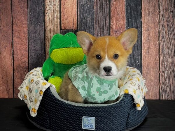 Pembroke Welsh Corgi-DOG-Male-Sable / White-25030-Petland Scottsdale, Arizona