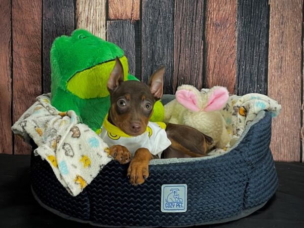 Miniature Pinscher-DOG-Female-Chocolate / Tan-25029-Petland Scottsdale, Arizona