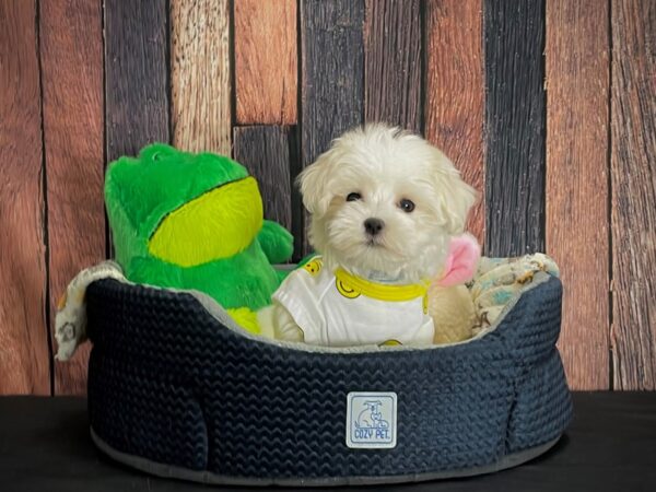 Maltese-DOG-Male-White-25028-Petland Scottsdale, Arizona