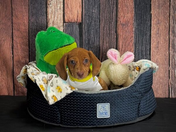 Dachshund-DOG-Female-Red-25027-Petland Scottsdale, Arizona