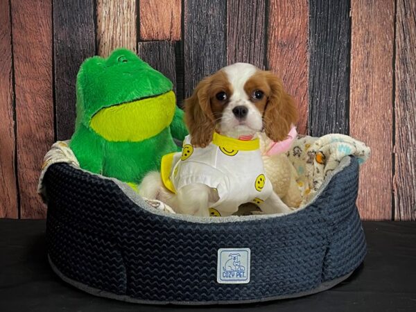 Cavalier King Charles Spaniel-DOG-Female-Blenheim-25025-Petland Scottsdale, Arizona