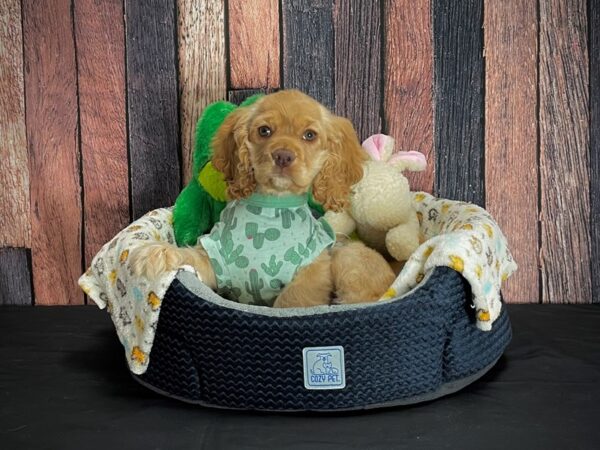 Cocker Spaniel-DOG-Female-Buff-25026-Petland Scottsdale, Arizona