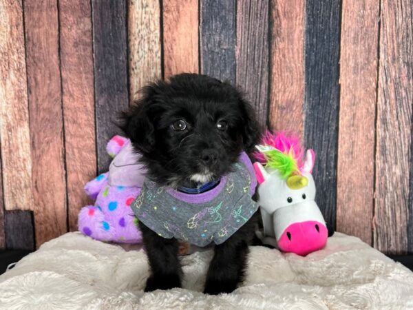 Poodle/Pomeranian-DOG-Male-Black-25078-Petland Scottsdale, Arizona