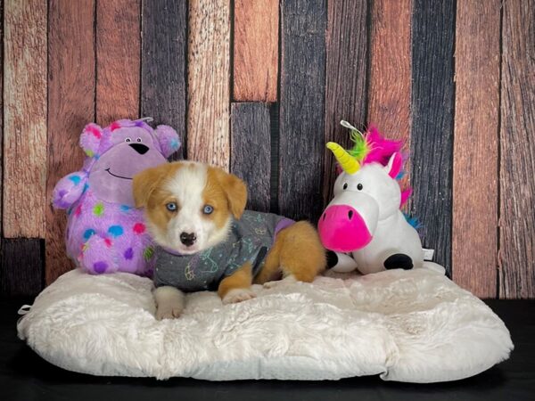 Cardigan Welsh Corgi/Pembroke Welsh Corgi-DOG-Female-SABLE-25072-Petland Scottsdale, Arizona