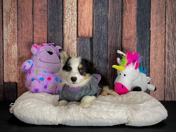 Cardigan Welsh Corgi/Pembroke Welsh Corgi-DOG-Male-Tri-Color-25071-Petland Scottsdale, Arizona