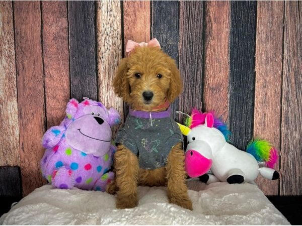 F1B Goldendoodle-DOG-Female-Golden-25076-Petland Scottsdale, Arizona