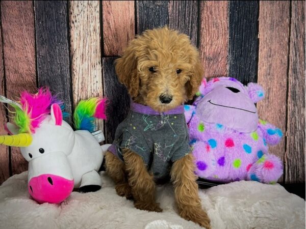 F1B Goldendoodle-DOG-Male-Golden-25075-Petland Scottsdale, Arizona