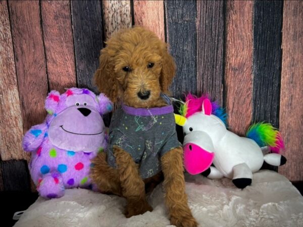 F1B Goldendoodle-DOG-Male-Golden-25074-Petland Scottsdale, Arizona