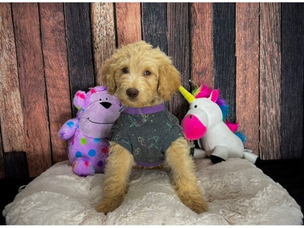 Labradoodle F1-B-DOG-Male--25073-Petland Scottsdale, Arizona