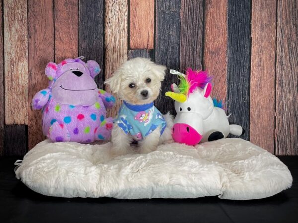 Bichon Frise-DOG-Female-White-25070-Petland Scottsdale, Arizona