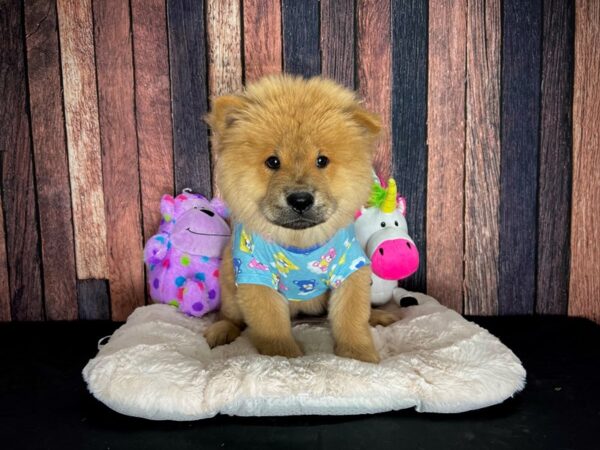 Chow Chow-DOG-Male-Cinnamon-25068-Petland Scottsdale, Arizona