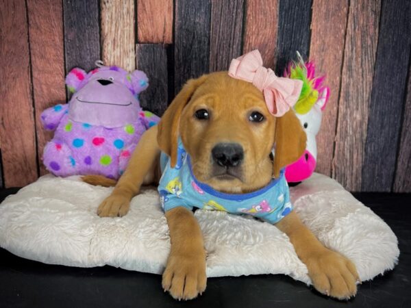 Labrador Retriever-DOG-Female-Yellow-25067-Petland Scottsdale, Arizona
