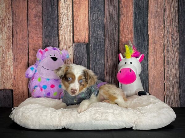 Miniature American Shepherd-DOG-Female-Red Merle-25066-Petland Scottsdale, Arizona