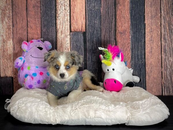 Miniature Australian Shepherd-DOG-Female-Blue Merle White and Tan-25065-Petland Scottsdale, Arizona