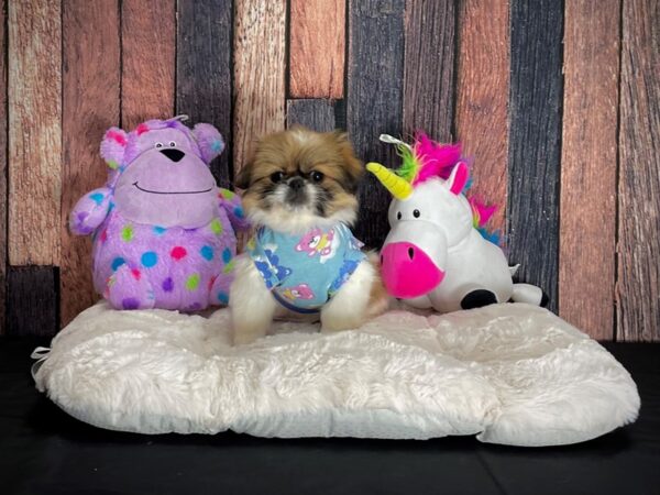 Pekingese-DOG-Female-Red-25064-Petland Scottsdale, Arizona