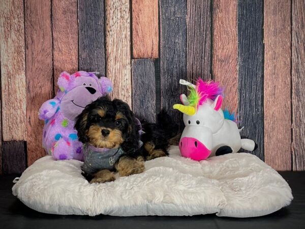 Cavalier King Charles Spaniel/Poodle-DOG-Female-Black and Apricot-25063-Petland Scottsdale, Arizona