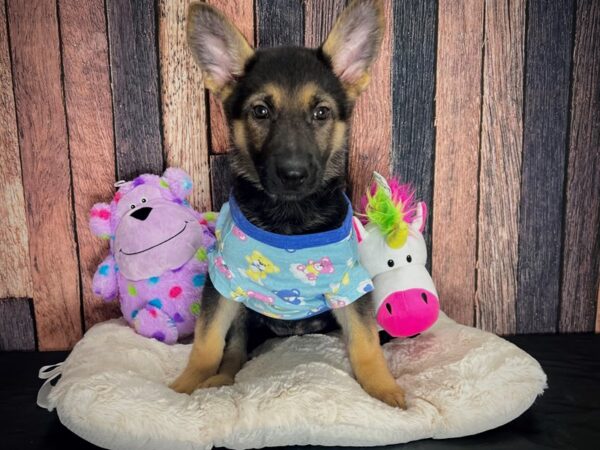 German Shepherd Dog-DOG-Female-Black / Tan-25062-Petland Scottsdale, Arizona