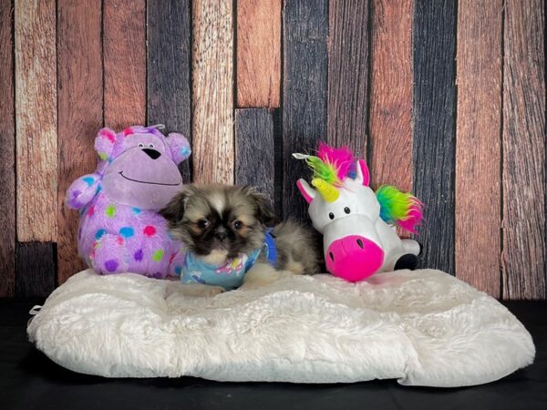 Pekingese-DOG-Male-Sable-25061-Petland Scottsdale, Arizona