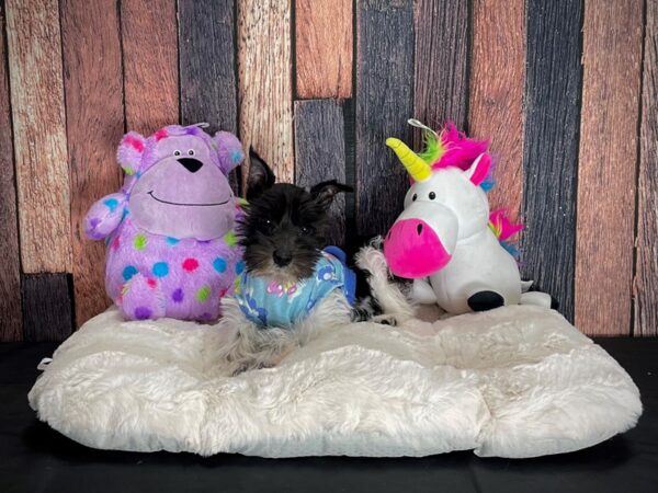 Miniature Schnauzer-DOG-Male-White / Black-25060-Petland Scottsdale, Arizona