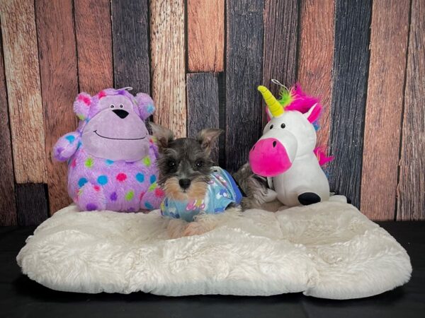 Miniature Schnauzer-DOG-Female-White Salt / Pepper-25059-Petland Scottsdale, Arizona