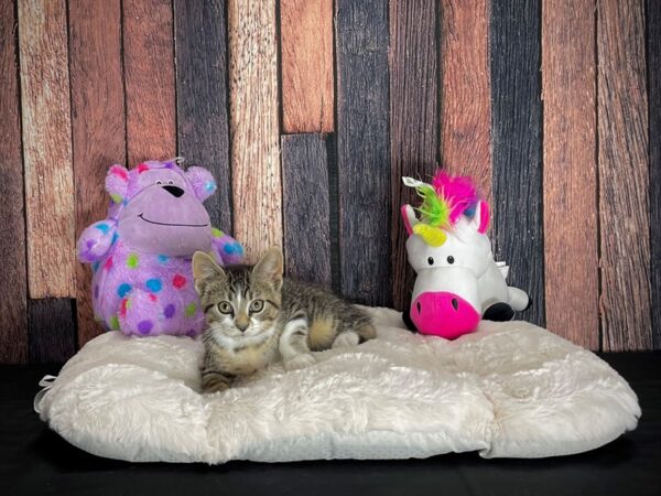 Domestic Cat-CAT-Male-Gray Tabby / White-25057-Petland Scottsdale, Arizona