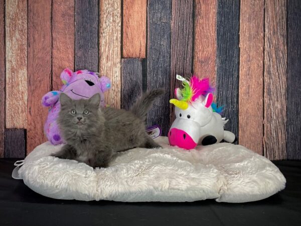 Domestic Cat-CAT-Female-Gray-25050-Petland Scottsdale, Arizona