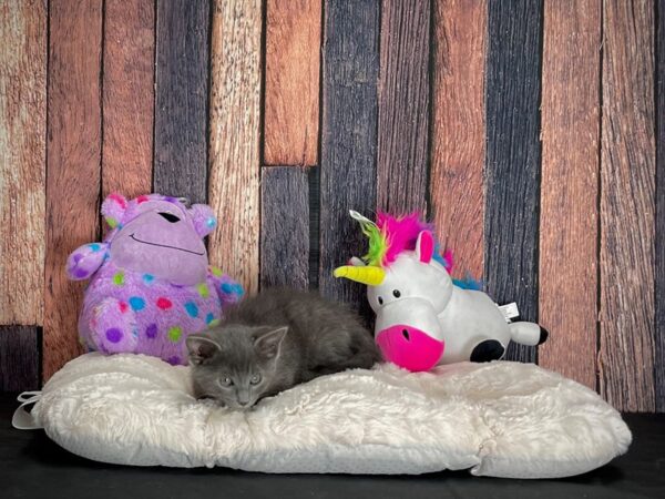 Domestic Cat-CAT-Female-Gray-25052-Petland Scottsdale, Arizona