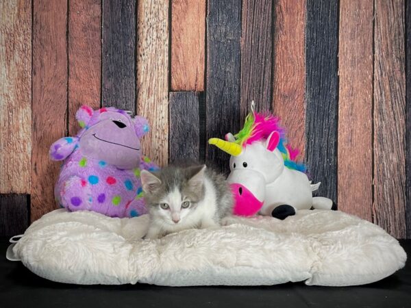 Domestic Cat-CAT-Male-Gray / White-25053-Petland Scottsdale, Arizona