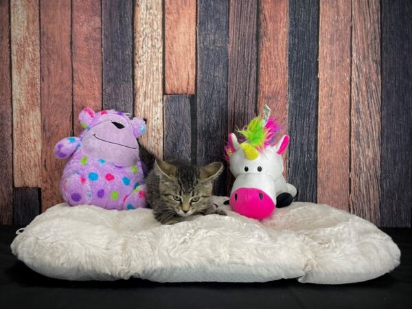 Domestic Cat-CAT-Female-Gray-25054-Petland Scottsdale, Arizona